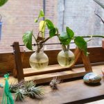 Hometown Nutrition plants