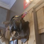 The Barn Archery Pro Shop taxidermy turkey