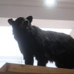 The Barn Archery Pro Shop taxidermy black bear